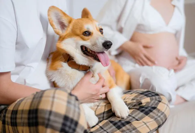 Espaços Pet: Tendência em Crescimento e a Importância de Oferecer Conforto aos Nossos Amigos de Quatro Patas