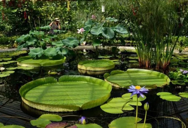 Os Jardins Mais Bonitos e Maiores do Mundo 