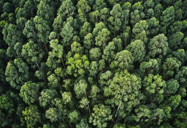 Projeto Eco-Royal: Responsabilidade Socioambiental na Gessele Empreendimentos